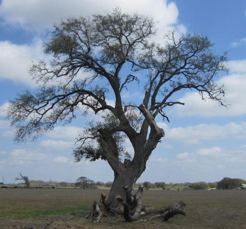 Deaf Smith Oak-recent